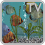 icon Discus Fish Aquarium TV