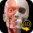 icon Muskeln Skelett 1.6.1
