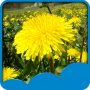 icon Dandelions Live Wallpapers