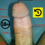 icon Penis Anatomy