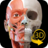 icon Muskeln Skelett 1.7.2