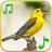 icon Birds sounds & ringtones 1.1