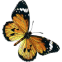 icon Vlinder