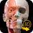 icon Muskeln Skelett 1.7.5