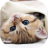 icon Kittens live wallpaper 5.0