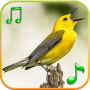 icon Birds sounds and ringtones