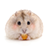 icon Happy Hamster Munching 1.0.0
