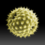 icon Pollen-News