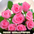 icon Roses flower Wallpapers 1.1.5