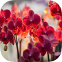 icon Orchid Live Wallpaper