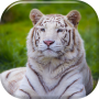 icon White Tiger Live Wallpaper