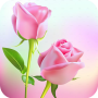 icon Rose Animated Images Gifs - Colorful Flowers HD 4K