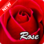 icon Rose Wallpaper