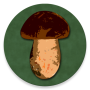 icon Book of mushrooms