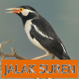 icon Master Kicau Jalak Suren